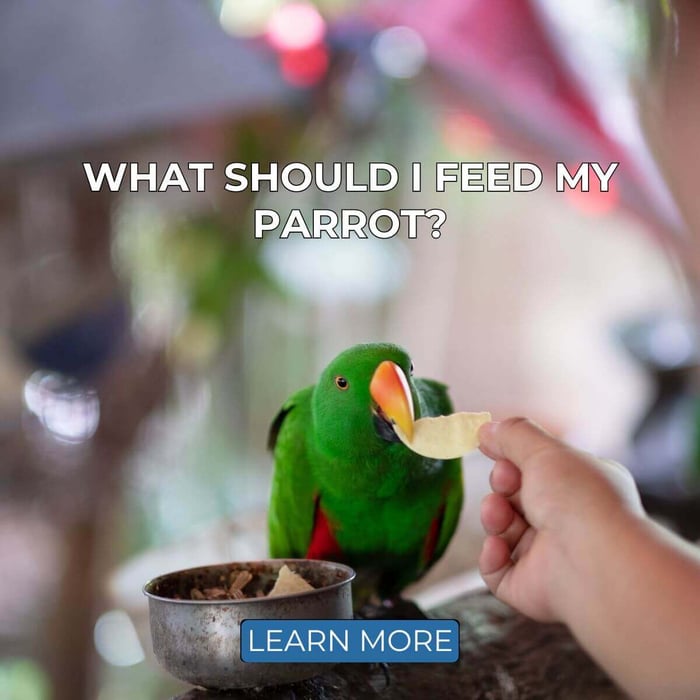 What Should I Feed My Parrot?