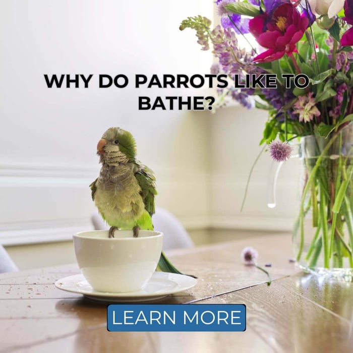 Why Do Parrots Like To Bathe?