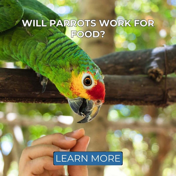 Will Parrots Work For Food?