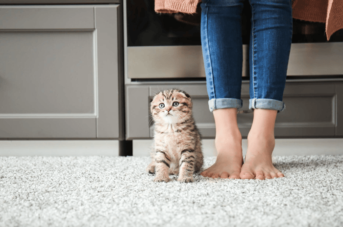 Berber carpet from JP Flooring