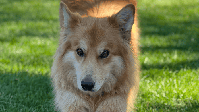 The Eco-Friendly Dog: Sustainable Products and Low-Waste Tips