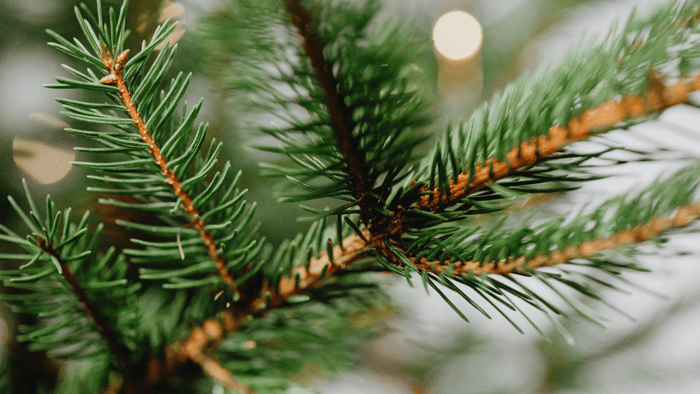 Holiday gifts for Dad featuring eco-friendly and practical gift ideas from Mudd House Mercantile.