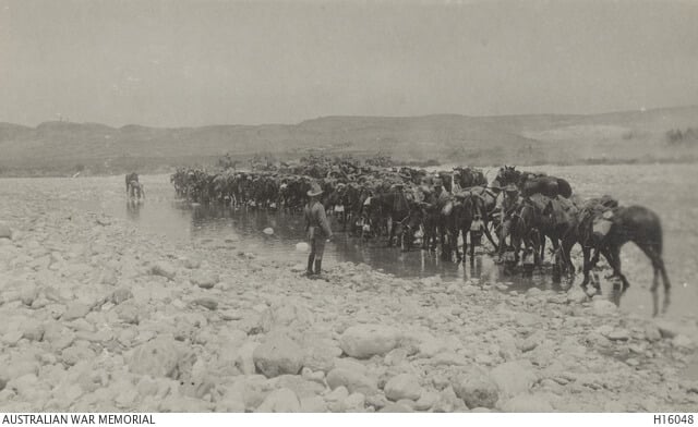 Bold and Loyal: The Australian Light Horse