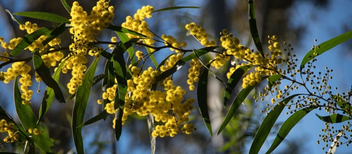 The Golden Wattle and Its Significance