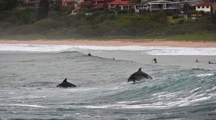 Australia and Japan to Research Hydrodynamics