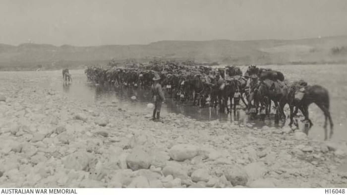 Bold and Loyal: The Australian Light Horse