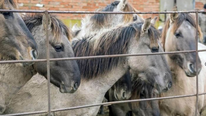 Help Is Desperately Needed for Horses in Ukraine