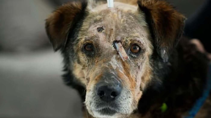 How can Australians help Ukraine’s abandoned animals?