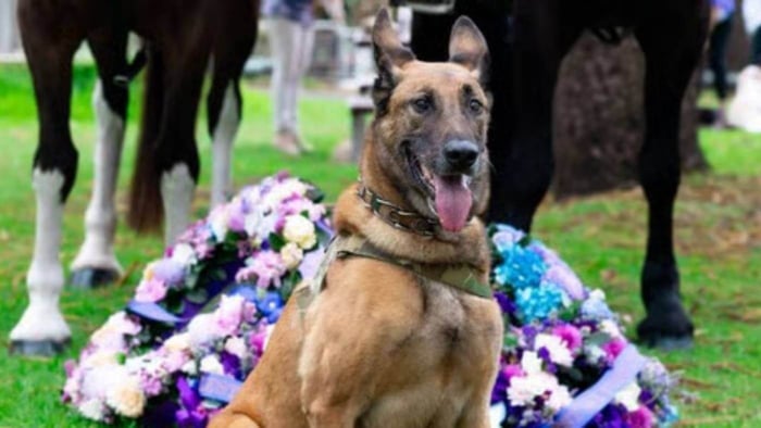 Manic: From Abandoned Puppy to Battlefield Hero