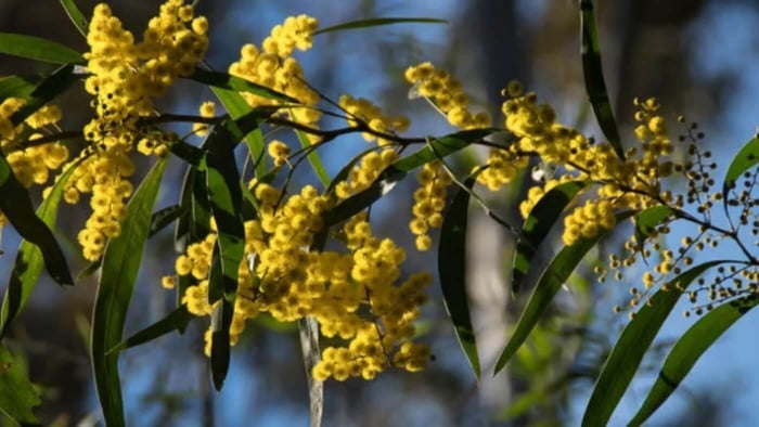 The Golden Wattle and Its Significance