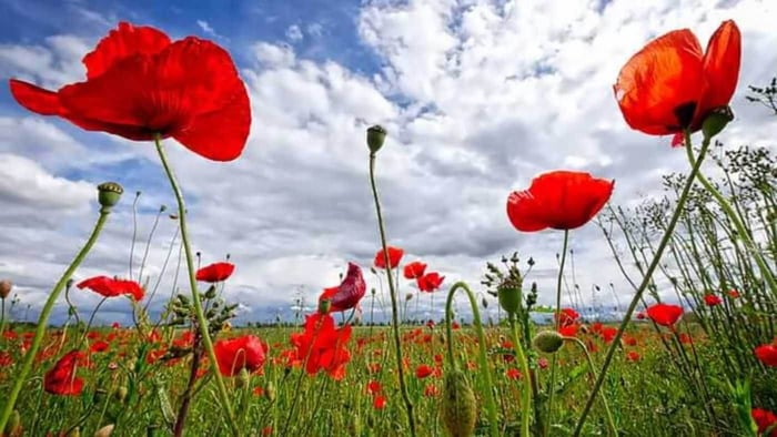 Poppies for Remembrance Day: Why They Matter?
