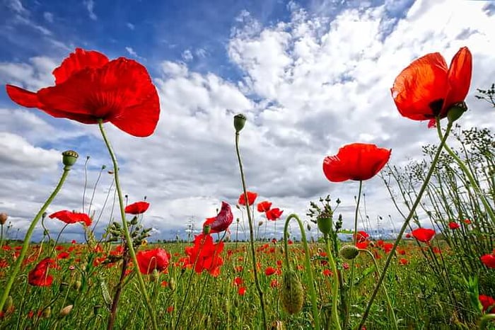 Poppies for Remembrance Day: Why They Matter?