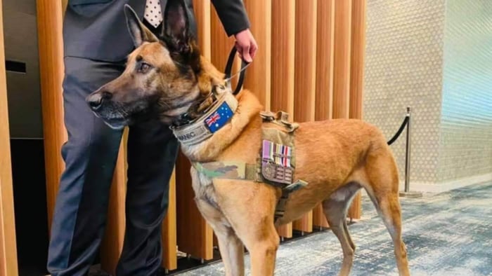 Retired Combat Assault Dog Manic Honoured with Inaugural Australian Animal Distinguished Service Award
