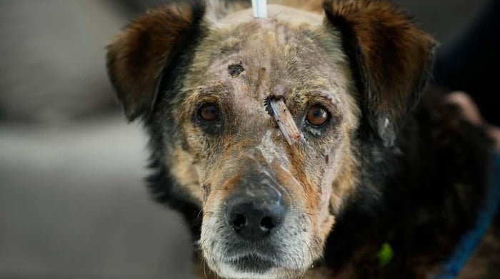 How can Australians help Ukraine’s abandoned animals?