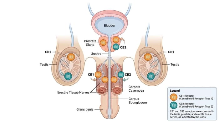 Phytocannabinoids and male sexual health | What the science shows