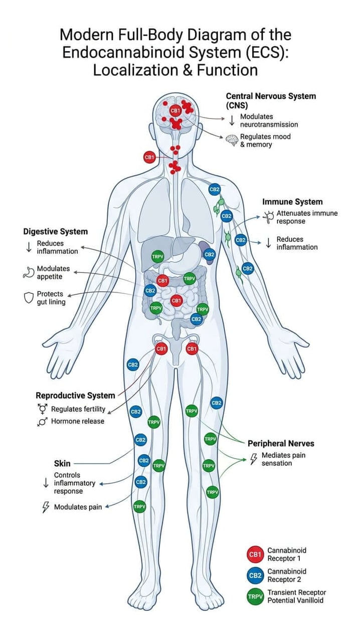 The Endocannabinoid System: Here the Whole Time