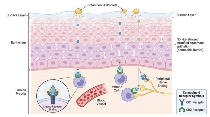 Vaginal Dryness in Menopause & Botanicals | What the Science Shows