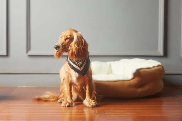 Finding Pet Safe Cleaners: It's Not as Difficult as You Think