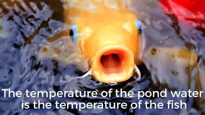 HOW TO ACCLIMATE FISH TO A NEW POND