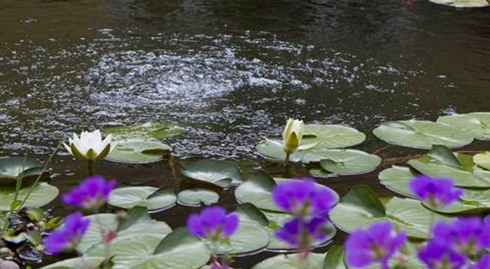 Aeration 101: How to aerate a pond, and the benefits of doing so