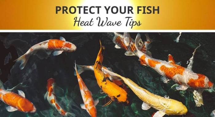 How to Protect Your Fish from the Heat