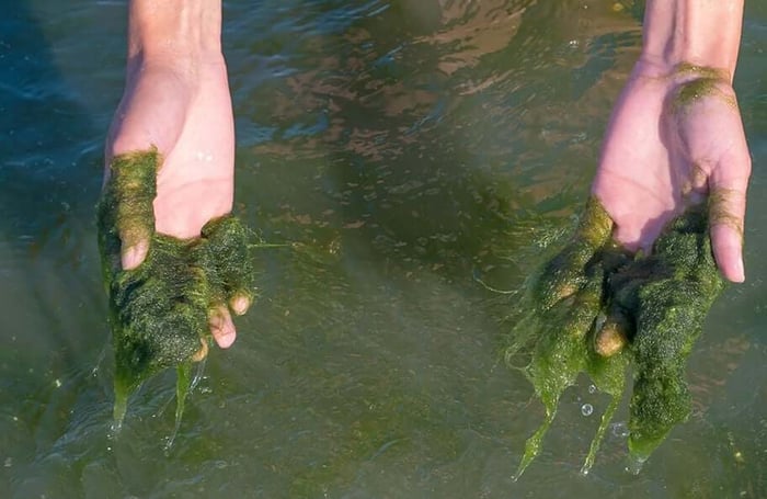 Pond Algae Control: Types of Algae & How to Get Rid of It