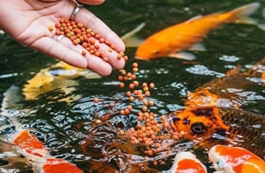 Koi and Goldfish Nutrition: Best Foods, Feeding Tips, and More