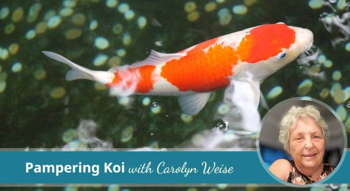 7 Ways to Pamper Your Koi