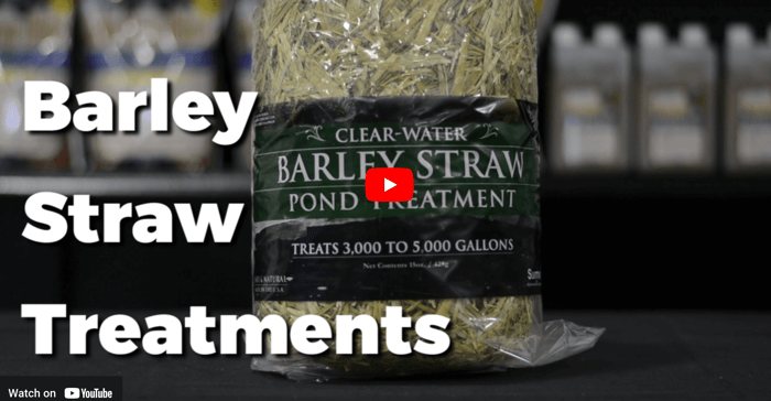How To: Cleaning Pond Water - Barley Straw Treatment