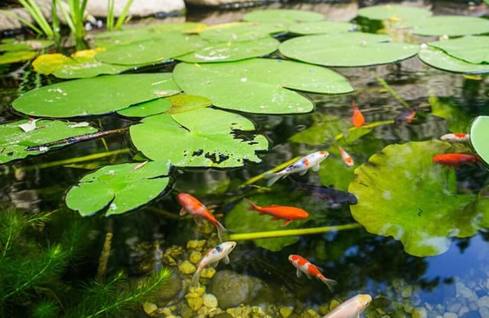 4 Pond Essentials to Keep Your Water Moving, Healthy and Clear All Year