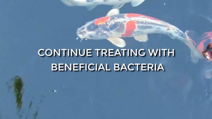 SUMMER MAINTENANCE TIPS