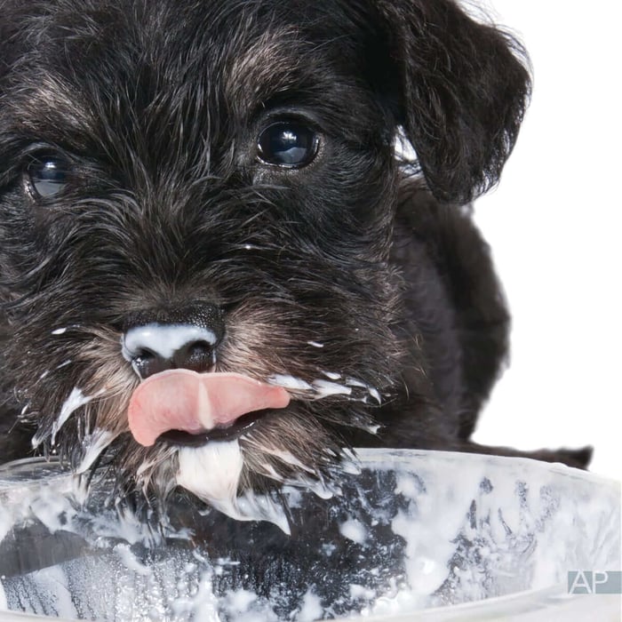 Cultured Raw Goat Milk in TCVM