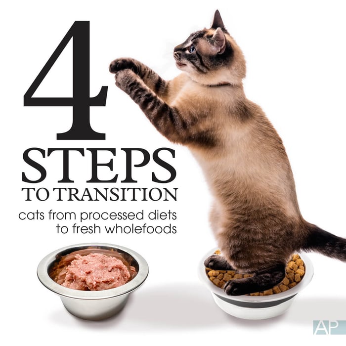 How To Transition Your Cat to a Fresh Diet