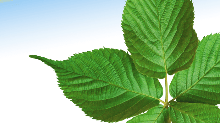 Why is Slippery Elm Trusted in Herbal Medicine?