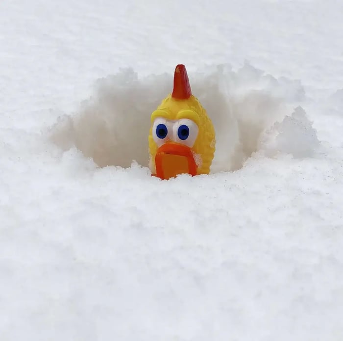 Why the Rubber Chicken is Still the Most Important Thing You’ll Ever Own