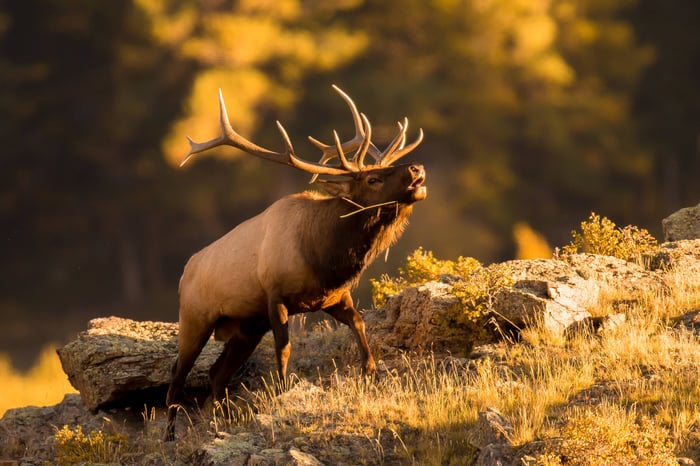 State Wildlife Agencies