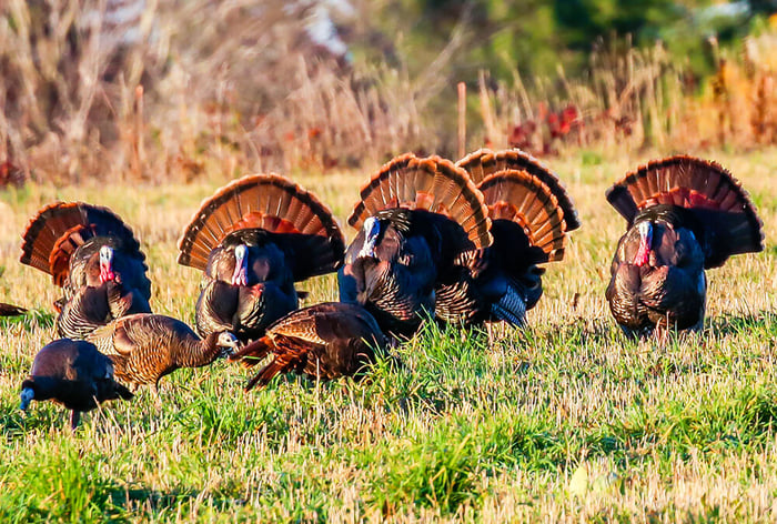 The Grand Gobblers Of North America: A Look At Different Turkey Species