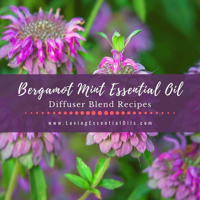 10 Bergamot Mint Diffuser Blends: Uses, Benefits and Recipes