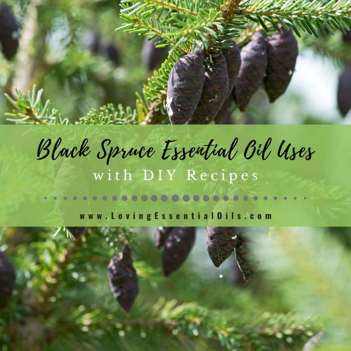 Black Spruce Essential Oil Recipes, Uses and Benefits