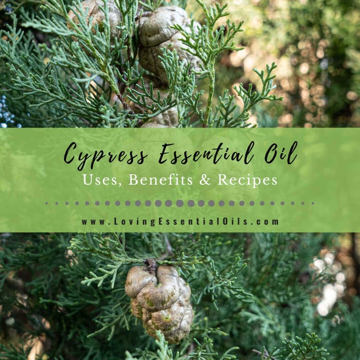 Cypress Essential Oil Recipes, Uses and Benefits Spotlight
