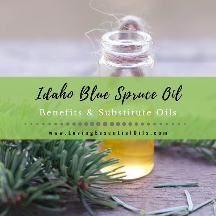 5 Idaho Blue Spruce Essential Oil Benefits & Substitute Oils