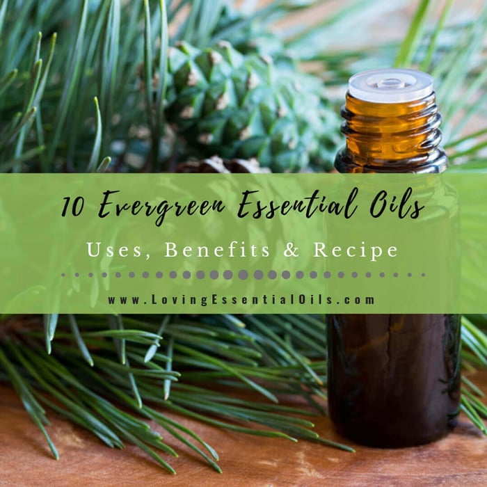 10 Evergreen Essential Oils: Uses, Benefits, Diffuser Blends