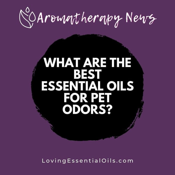 What are the Best Essential Oils for Pet Odors?