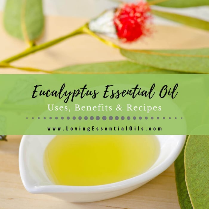 Eucalyptus Essential Oil Uses, Benefits and Recipes
