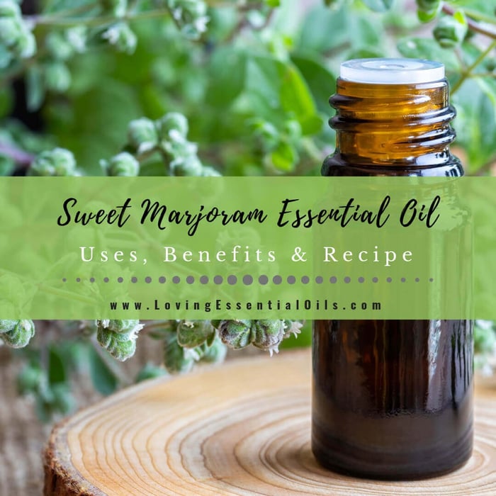 Sweet Marjoram Essential Oil Recipes & Benefits Spotlight