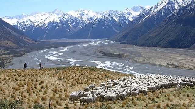 New Zealand merino sheep grazing on regenerative farmland under mountain ranges, representing ZQRX wool certification and sustainable farming practices.