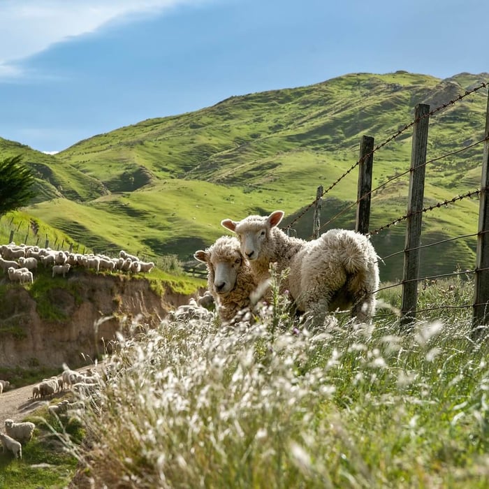 Merino sheep grazing in New Zealand hills, illustrating the natural origins of wool thermoregulation and breathable fiber structure.