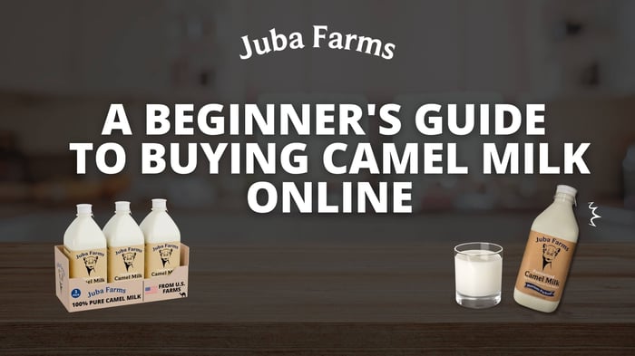 A Beginner's Guide to Buying Camel Milk Online