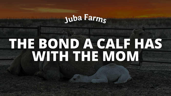 Camel calves and mom bond