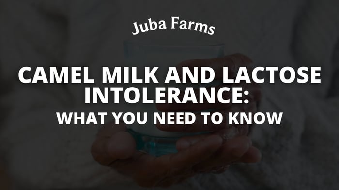 Camel Milk and Lactose Intolerance: What You Need to Know